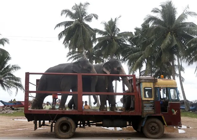 Two elephants stand on a flatbed truck before being taken to Colombo, in Paraliya December 20, 2014. (Photo by Dinuka Liyanawatte/Reuters)