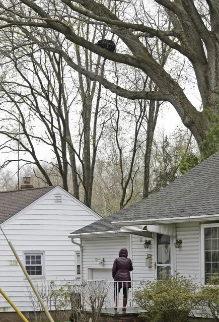 A woman looks up at a bear resting in a tree over her house in Paramus, N.J., Monday, April 30, 2018. (Photo by Seth Wenig/AP Photo)