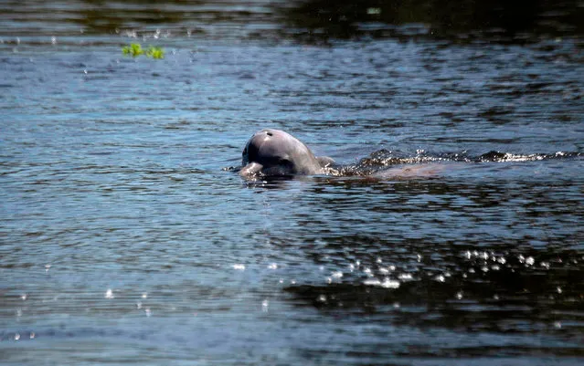 In this file photo taken on June 27, 2018 a river dolphin (Sotalia fluviatilis) swims at Mamiraua Sustainable Development Reserve in Amazonas state, Brazil. Three Central American frog species have gone extinct and many others may soon follow as their populations are ravaged by a fungus spreading faster due to climate change, conservationists said on December 12, 2020. In an update to its “Red List” of threatened species, the International Union for Conservation of Nature (IUCN) said there had been some positive developments, including for the European bison, but warned the world was seeing a worrying number of extinctions. The tucuxi, a grey dolphin found in the Amazon river system, has been moved to the “endangered” category. (Photo by Mauro Pimentel/AFP Photo)
