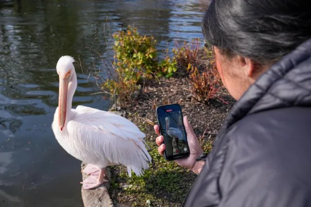 A person takes a picture of a pelican in St James? Park in London, Britain on April 9, 2023. (Photo by Maja Smiejkowska/Reuters)
