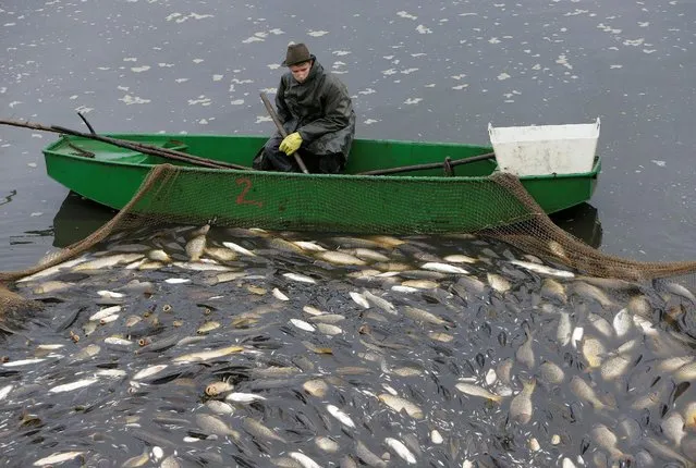 A fisherman looks at fish as he sits in a boat during the traditional carp haul near the village of Belcice, Czech Republic, October 25, 2016. (Photo by David W. Cerny/Reuters)