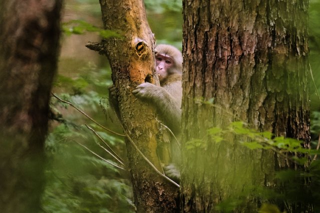 A monkey hangs onto the stem of a tree in the woods near a residential area in Azumino, central Japan, Thursday, October 2, 2025. (Photo by Hiro Komae*AP Photo)