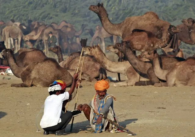 Camel traders wearing traditional headgear rest near their camels at Pushkar Fair in Rajasthan, India, November 22, 2015. (Photo by Jitendra Prakash/Reuters)