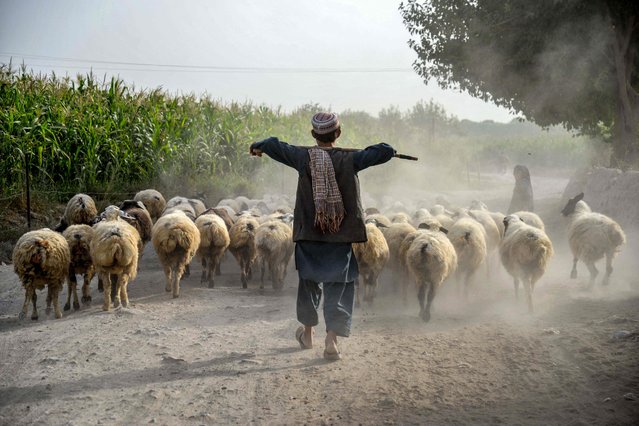 An Afghan shepherd walks with his flock of sheep along a road in the Dand district of Kandahar province on September 17, 2025. (Photo by Sanaullah Seiam/AFP Photo)