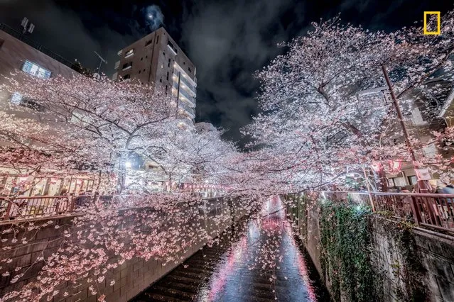 “Nakameguro Cherry Blossoms”. “Illuminated cherry blossoms at night were fantastic and beautiful”. (Photo by Hiroki Inoue/National Geographic Travel Photographer of the Year Contest)