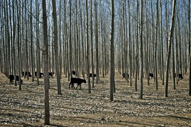 “Huairou County, China”. Herd of cows passing through a grove of trees, Huairou County, China. (Photo and caption by Ben Longland/National Geographic Traveler Photo Contest)