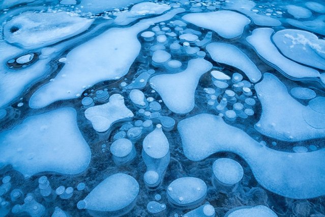 Ice bubbles in Abraham Lake, located at the foot of the Rocky Mountains in Canada. (Photo by Chip Phillips/Rex Features)