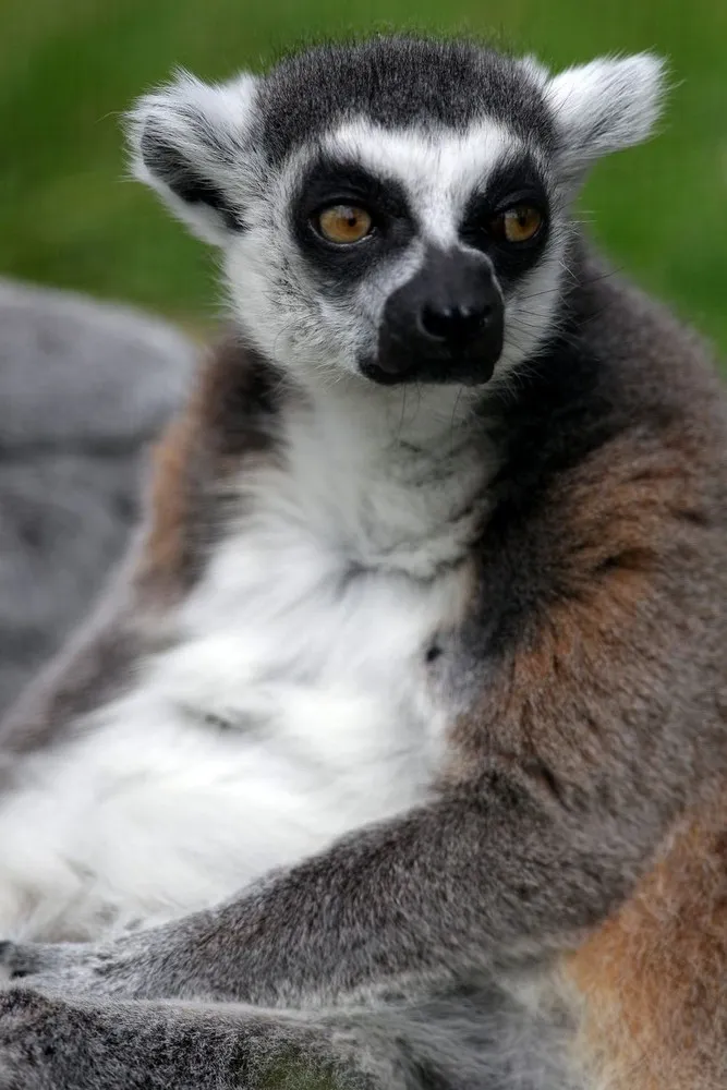 Stumpy the Ring-tailed Lemur Turns 27