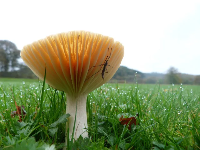 A waxcap fungus with cranefly on the gills, UK, one of a few species to benefit from the wet August weather. (Photo by Corrinne Manning/National Trust Images)