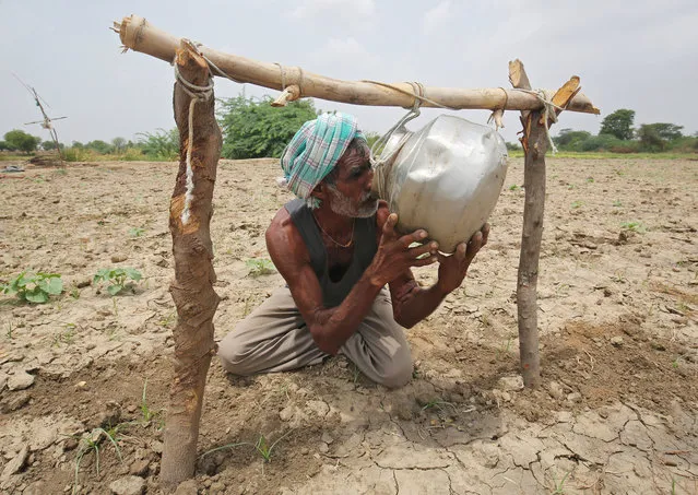 A farmer drinks water as he works in a paddy field on the outskirts of Ahmedabad, India, June 29, 2018. (Photo by Amit Dave/Reuters)