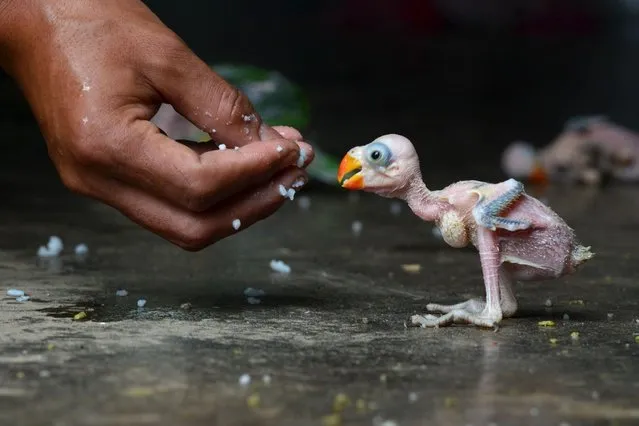 An Indian parrot hatchling is fed by hand in Dimapur after being caught in a forest by a local hunter, on July 25, 2013. (Photo by AFP Photo)