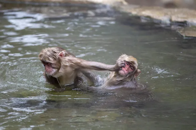 Japanese macaques, also known as snow monkeys, play as they soak in a hot spring in Jigokudani valley in Nagano Prefecture, northwest of Tokyo Saturday, March 6, 2021. (Photo by Kiichiro Sato/AP Photo)