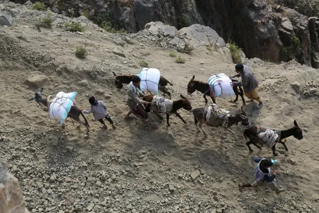 People use donkeys to transport wheat flour on a mountainous road to Yemen's southwestern war-torn city of Taiz December 26, 2015. (Photo by Reuters/Stringer)