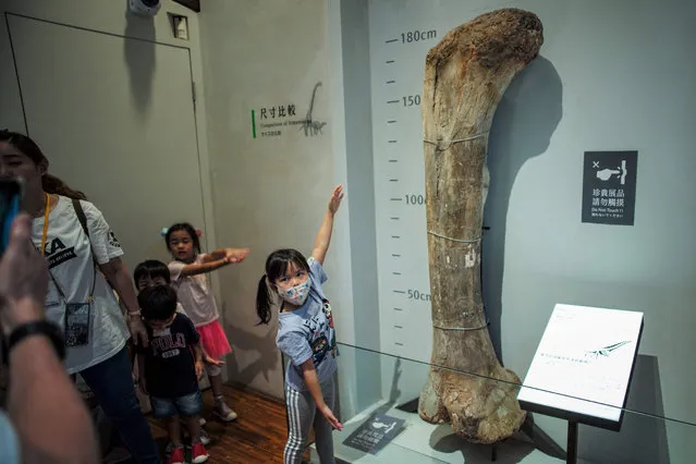 A girl poses for photographs to a femur bone fossil of a dinosaur during the Paleontology Exhibition at the National Taiwan Museum in Taipei on July 11, 2023. (Photo by Sam Yeh/AFP Photo)