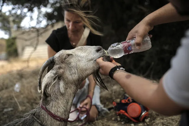 A volunteer of “Empty the Cages” animal rescue team gives water to a goat that was severely injured during a wildfire at a residential area located at the foot of Parnitha mountain in the outskirts of Athens, Greece, 23 August 2023. Fire Brigade forces continue to battle a series of fire fronts across the country as a total of 209 wildfires broke out in the last three days. The wildfire that broke out on 22 August in the area of Fyli has affected areas south of Mount Parnitha, in the outskirts of Athens. A total of 65 fire engines with 202-member crew, nine teams of firefighters on foot assisted by 7 firefighting aircraft (including two from Sweden and two from Germany) and 8 water dropping helicopters, are currently battling the blaze, the Fire Brigade said. (Photo by Kostas Tsironis/EPA)