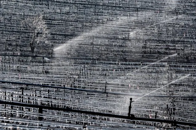 Water is sprayed at the Daniel-Etienne Defaix wine estate vineyard near Chablis, Burgundy, on April 7, 2021 as temperatures fall below zero degrees celsius during the night. (Photo by Jeff Pachoud/AFP Photo)