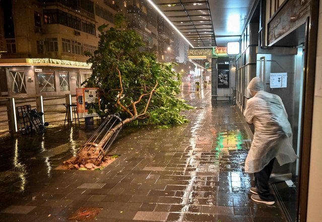 A man walks near a tree unrooted by high winds brought by Super Typhoon Saola in Causeway Bay in Hong Kong on September 1, 2023. Super Typhoon Saola threatened southern China on September 1 with some of the strongest winds the region has endured, forcing the megacities of Hong Kong and Shenzhen to effectively shut down. (Photo by Mladen Antonov/AFP Photo)