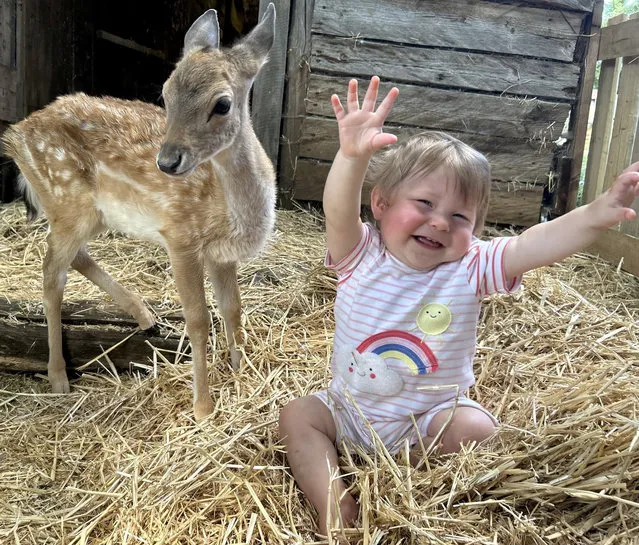 A baby deer, named Ziggy, a befriends 11-month-old human baby, called Isabella, at Mountfitchet Castle, Essex on August 24, 2023. An orphaned baby deer has becomes best friend's with its keeper's baby. The deer, named Ziggy, was rescued and taken in by Jeremy Goldsmith, who runs Mountfitchet Castle. The fawn, believed to be two-months-old, was spotted on the side of a road in Stanstead Mountfitchet, Essex after its mother was hit by a car. A passer-by called Mountfitchet Castle who thankfully took in the deer and gave it a warm shed to sleep in. (Photo by Jeremy Goldsmith/South West News Service)