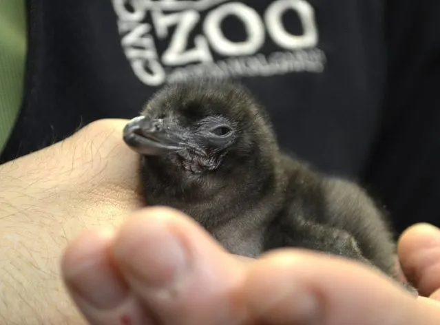 Bowie the penguin is held in the hands of Cincinnati Zoo Keeper Cody Sowers in this undated handout photo provided by the Cincinnati Zoo, January 11, 2016. In honor of rock legend David Bowie's 69th birthday and just two days before his death, an Ohio zoo named its newly hatched penguin "Bowie". (Photo by Reuters/Cincinnati Zoo)