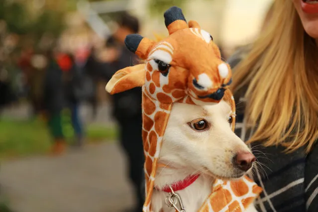 A dog dressed as a giraffe is seen at the 28th Annual Tompkins Square Halloween Dog Parade at East River Park Amphitheater in New York on October 28, 2018. (Photo by Gordon Donovan/Yahoo News)