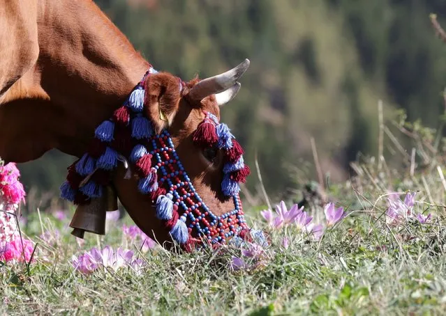 A cow decorated with charms, colorful ropes and beads is seen as the local cattle breeders who prepared sash, loincloth and their local clothes known as “bush vest” before coming to plateau, their animals in Trabzon, Turkiye on September 24, 2023. (Photo by Hakan Burak Altunoz/Anadolu Agency via Getty Images)