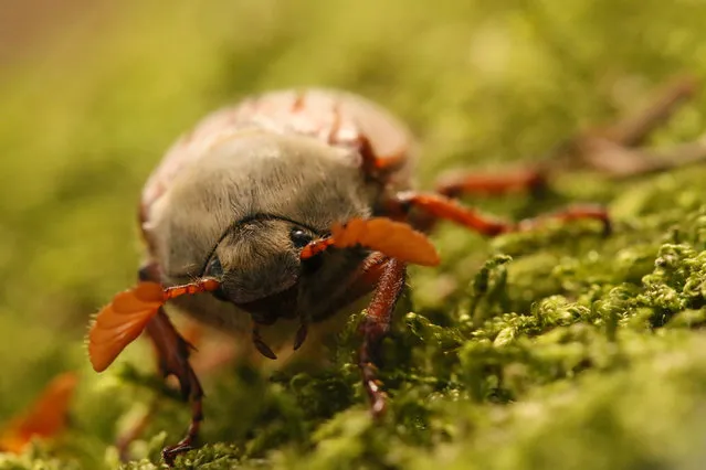 Winner under 12 years: Who Says Bugs aren’t Cute (Cockchafer), Borrowdale, Cumbria. (Photo by Lucy Farrell, age 9/British Wildlife Photography Awards)