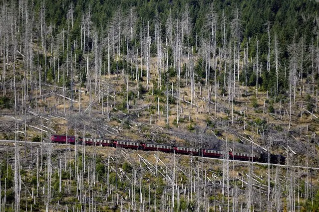 A steam train drives through the 'Harz' forest, damaged by the bark beetle, at the 1,142-meter (3,743 feet) high Brocken mountain near Schierke, Germany, Wednesday, September 27, 2023. (Photo by Matthias Schrader/AP Photo)