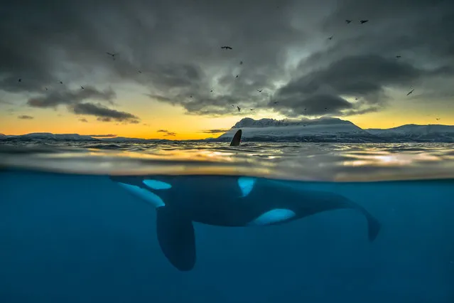 Split-view of a killer whale at sunrise off the coast of Northern Norway. At least half of the world’s killer whale populations are doomed to extinction due to pollution of the oceans, a new study says. (Photo by Audun Rikardsen/Science)