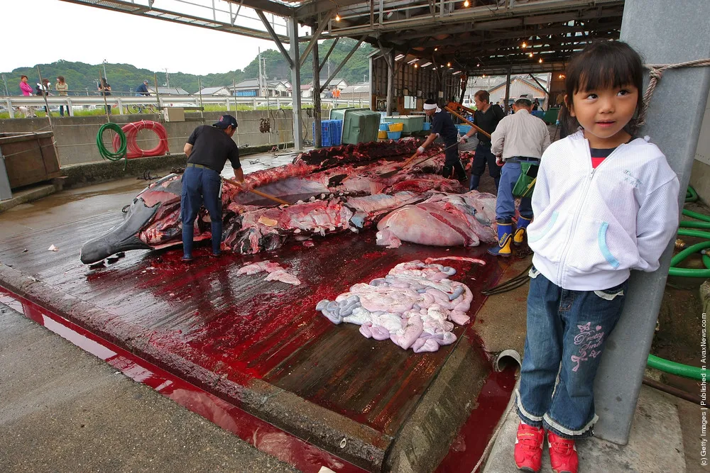 Fishermen Process Whale Caught In Approved Coastal Whaling