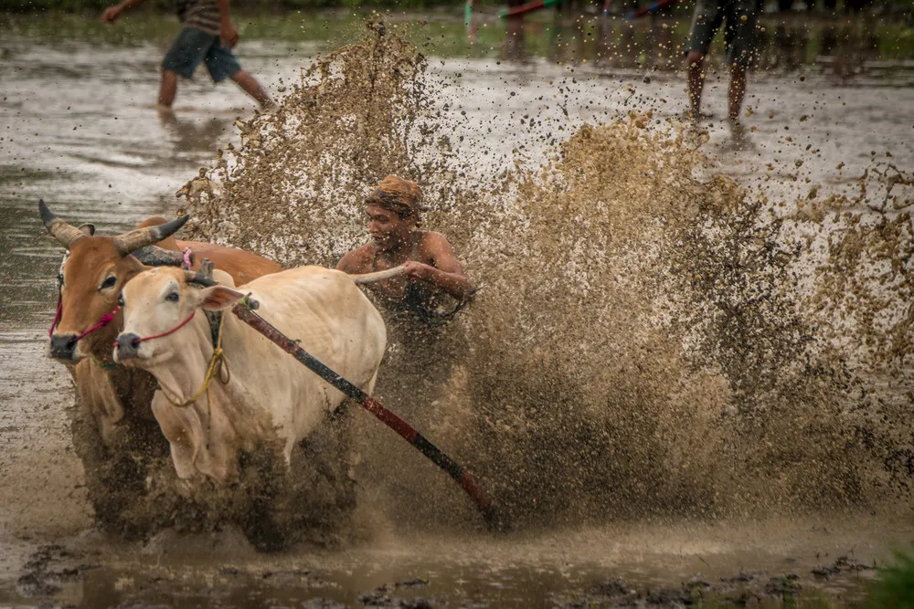 Traditional Plough Race