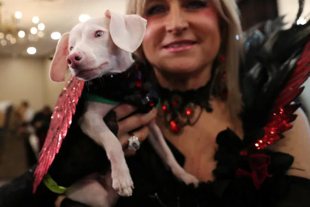 A woman holds a dog backstage at the 16th annual New York Pet fashion show in New York, U.S., February 7, 2019. (Photo by Shannon Stapleton/Reuters)