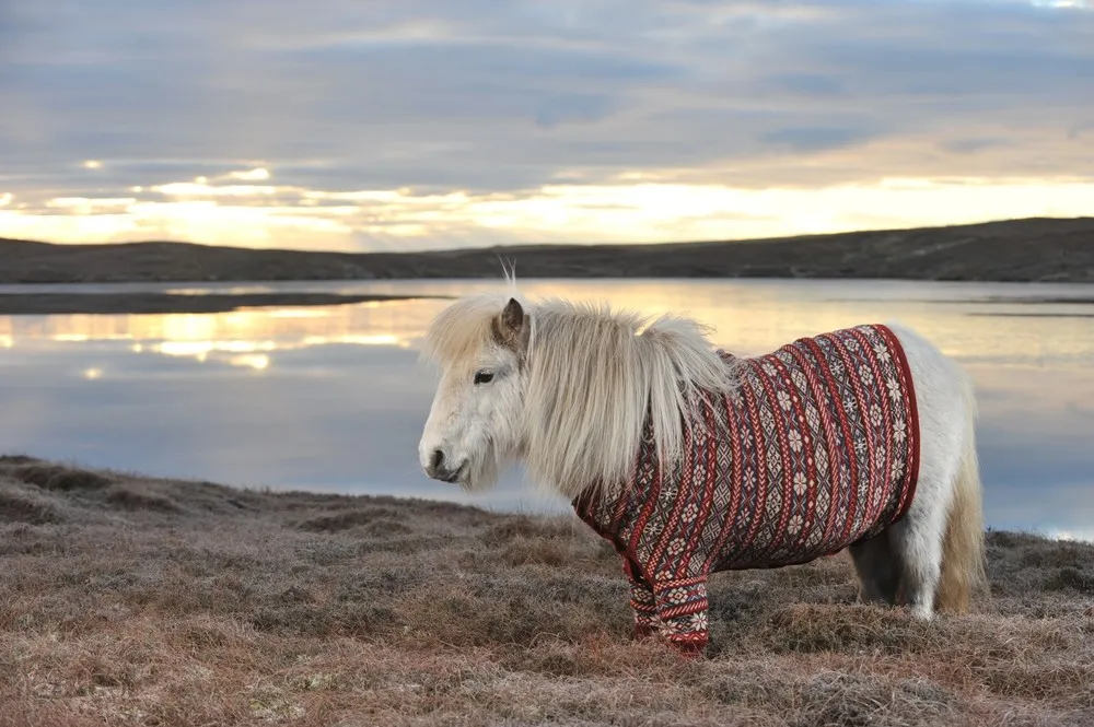 Shetland Ponies In Sweaters