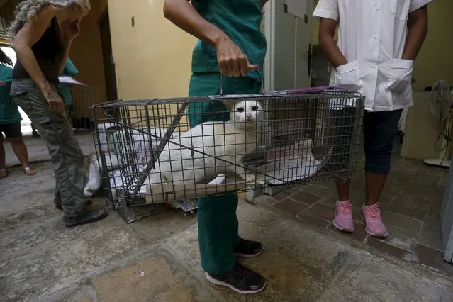 A stray cat is carried in a cage to be examined by a veterinarian during a community campaign for sterilisation and deworming of dogs and cats in Havana, Cuba February 25, 2016. (Photo by Reuters/Stringer)