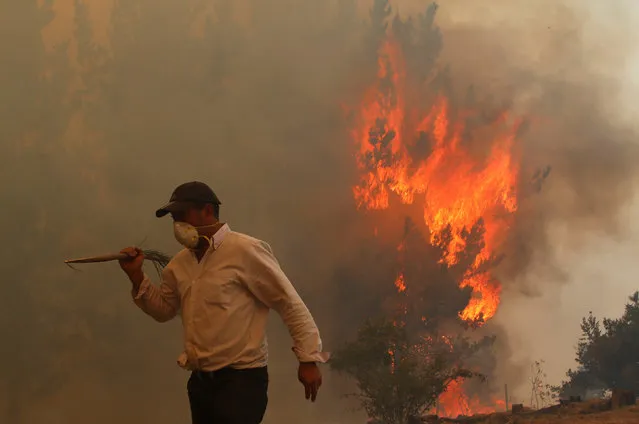 A villager is seen during a forest fire in the town of Empedrado in the Maule region, south of Chile, January 23, 2017. (Photo by Cristobal Hernandez/Reuters)