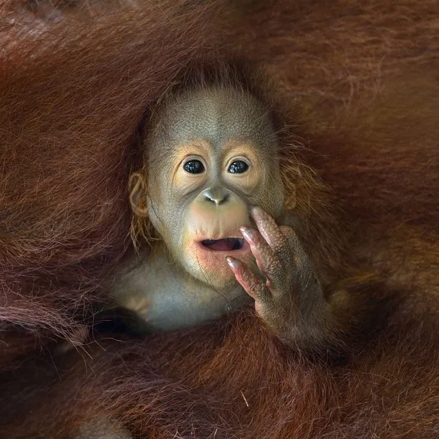 “What are you staring at!?” A baby orangutan peeks out from his mother's embrace. (Photo by Chin Boon Leng/2014 Sony World Photography Awards)