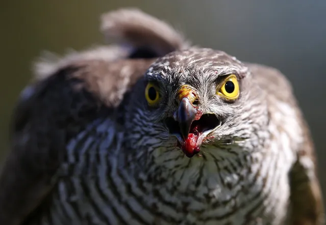 In this photo taken Thursday, April 23, 2015, a sparrow hawk looks up after catching a pigeon on a falcon farm, near the northern Serbian town of Coka. Most of the birds end up in the Emirates which has a long tradition of falconry. The sport involves trained birds that typically circle above the falconers and take high-speed dives at flushed prey such as grouse. (Photo by Darko Vojinovic/AP Photo)