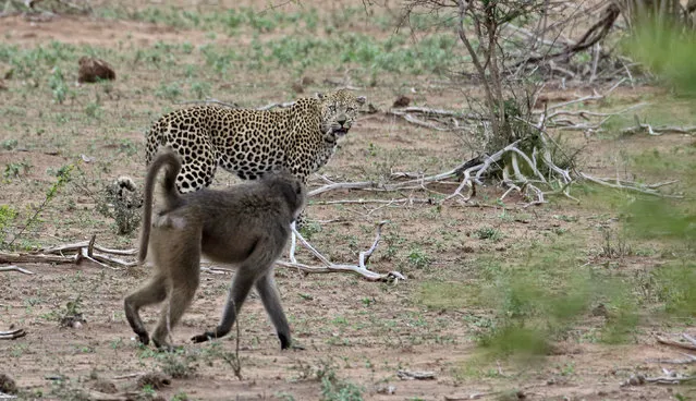A baboon seen following a snarling leopard in an attempt to protect the rest of its troop on December 17, 2016 in Kruger National Park, South Africa. When there is a leopard and a baboon in the same territory and within a distance of each other, there is bound to be some trouble. Baboons are known to be fierce and at times are fearless of predators that prey on them. Leopards, lions and hyenas are among the animals that prey on baboons. When threatened, the male baboons in a troop would often be the ones to confront the predators. The website Out of Africa, describes the confrontation between the baboons and predators, where the baboons would form a line and strut in an intimidating manner towards the predator. This method of self-defence often puts the predators off. (Photo by Greatstock/Barcroft Images)