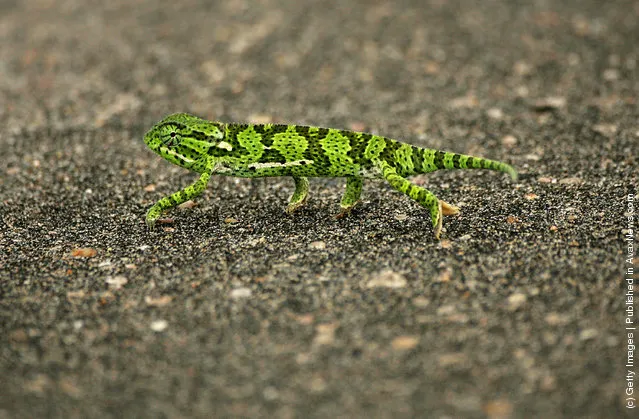 A flap-neck chameleon