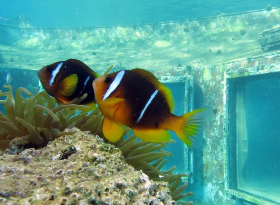 Restaurant Red Sea Star, Eilat, Israel
