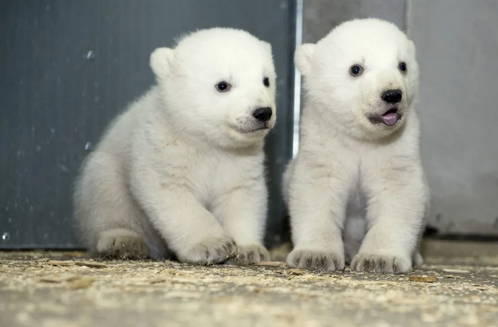 The Week in Pictures: Animals, February 22 – February 28, 2014