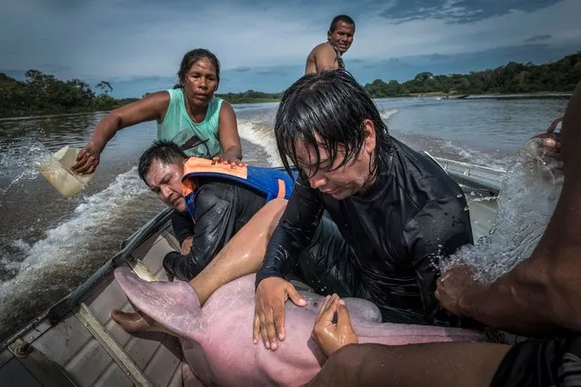 Dolphin hug by Jaime Rojo, Spain. Jaime watched as Federico Mosquera, a biologist from the Omacha Foundation, Colombia, soothed an Amazon river dolphin. These dolphins are tactile animals and direct contact calms them. The team from Omacha and WWF were transporting the dolphin to a temporary veterinarian facility in Puerto Nariño to install a GPS tag in its dorsal fin as part of a project researching river dolphin health and migratory patterns. The goal was to tag five, but high waters gave the dolphins a wider roaming range than usual, and the crew tagged only one during the expedition. (Photo by Jaime Rojo/Wildlife Photographer of the Year 2021)
