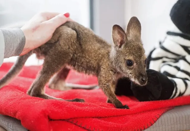 A keeper with a red-necked wallaby cub in Lodz, Poland, 29 March 2015. (Photo by Grzegorz Michalowski/EPA)