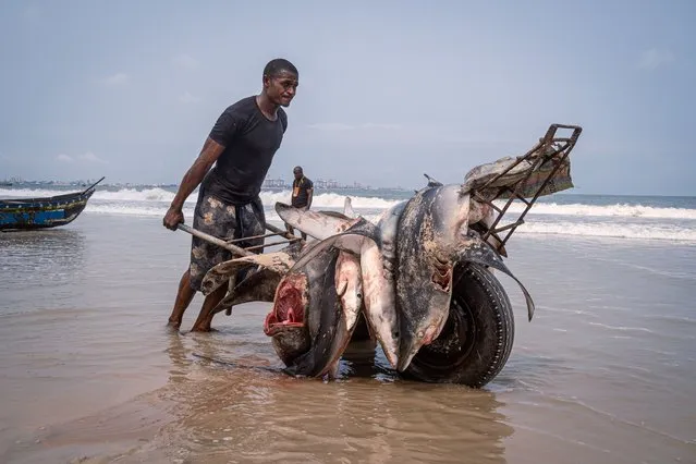 A fisherman struggles to push a wheelbarrow full of sharks that have just been dropped off a pirogue on the beach of Songolo, the fishing district of Pointe-Noire in the Republic of the Congo in November 2021. Many artisanal fishing crews on the Congolese coast specialise in shark fishing (Photo by Marco Simoncelli/Al Jazeera)