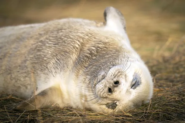 A baby seal pup, as grey seals return to Donna Nook National Nature Reserve in Lincolnshire, where they come every year in late October, November and December to give birth. Picture date: Monday November 22, 2021. (Photo by Danny Lawson/PA Images via Getty Images)