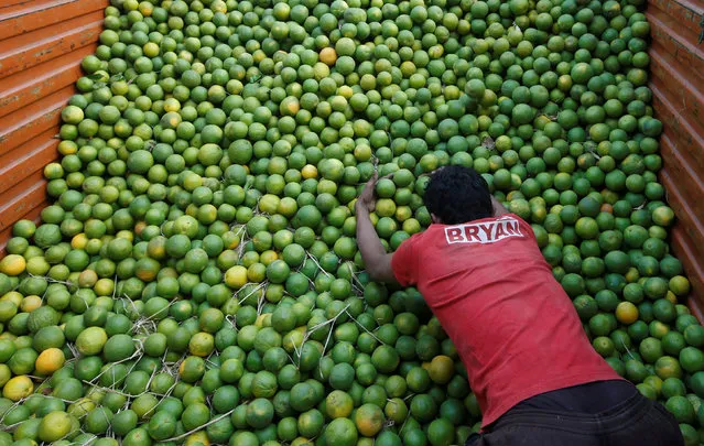 A labourer unloads sweet limes from a truck at a wholesale fruit and vegetable market in Mumbai, India, February 13, 2017. (Photo by Shailesh Andrade/Reuters)