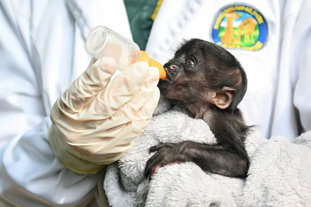 A nanny feeds black bearded saki cub Congcong on December 16, 2021 in Guangzhou, Guangdong Province of China. Black bearded saki Congcong was born on July 22 at Chimelong Safari Park in Guangzhou. (Photo by Chen Jimin/China News Service via Getty Images)