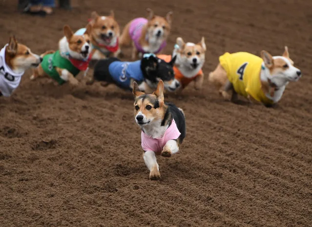 Corgi dogs race during the Southern California “Corgi Nationals” championship at the Santa Anita Horse Racetrack in Arcadia, California on May 26 2019. The event saw hundreds of Corgi dogs compete for the coveted fastest corgi title at the 17 race event. (Photo by Mark Ralston/AFP Photo)