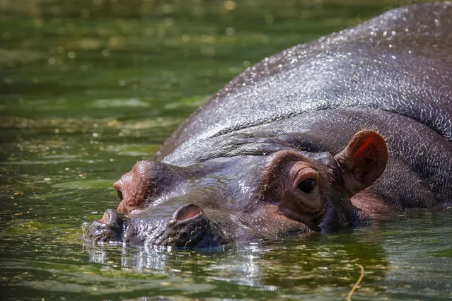 A Hippopotamus cools off in a pond at the National Zoological Park on April 14, 2016 in New Delhi, India. The advent of summer across the Indian subcontinent has already brought heat-wave like conditions with significantly higher than normal temperatures being recorded across West, Central and especially North India. New Delhi has already experienced 40 degree Celsius plus days, with maximum and minimum temperatures 5-6 degrees higher being recorded in other parts of the country. (Photo by Shams Qari/Barcroft India)