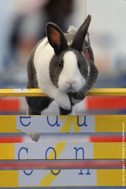 A rabbit jumps over a hurdle at an obstacle course during the first European rabbit hopping championships