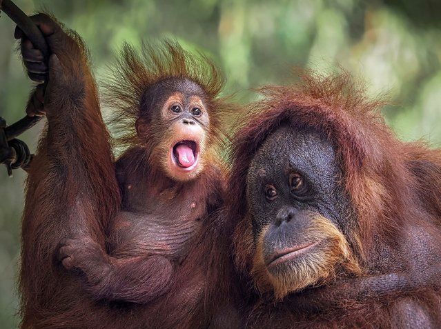 A young orangutan strikes a playful pose at Taman Safari in West Java, Indonesia, May 2024. (Photo by Lugyanti Sukrisman/Solent News & Photo Agency)